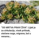 “OD MRTVA PRAVI ŽIVA”: Lijek Je Za Cirkulaciju, Visok Pritisak, Otečene Noge, Migrene, Bol U Venama…