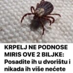 KRPELJI SE PLAŠE OVE DVIJE BILJKE! – Posadite ih u dvorištu i nikada više nećete vidjeti krpelja!