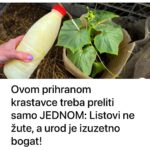 Ovom prihranom krastavce treba preliti samo JEDNOM: Listovi ne žute, a urod je izuzetno bogat!