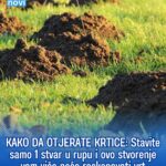 KAKO DA OTJERATE KRTICE: Stavite samo 1 stvar u rupu i ovo stvorenje vam više neće raskopavati vrt
