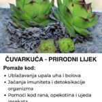 Čuvarkuća – Prirodni lijek za veliki broj tegoba, evo kako se pravilno koristi