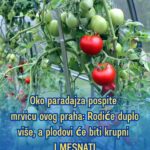 Oko paradajza pospite mrvicu ovog praha: Rodiće duplo više, a plodovi će biti krupni i mesnati