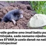 Prošle godine smo imali baštu punu krtičnjaka, sada nemamo nijednu: Ova STVAR je uzela danak na našim krtičnjacima!