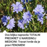 Ova biljka je napravila totalni preokret u narodnoj medicini! Travari tvrde da je pravi fenomen!