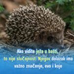 Ako vidite ježa u bašti, to nije slučajnost: Njegov dolazak ima važno značenje, evo i koje