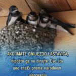 AKO IMATE GNIJEZDO LASTAVICA, nipošto ga ne dirajte: Evo šta ono znači prema narodnom vjerovanju