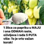 1 žlica za papriku u MAJU i ona ODMAH raste, oživljava i rađa 5 PUTA više: To je vrlo važan korak!