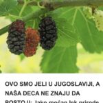 OVO SMO JELI U JUGOSLAVIJI, A NAŠA DECA NE ZNAJU DA POSTOJI: Jako moćan lek prirode kod nas raste kao korov!