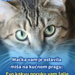 Mačka vam je ostavila miša na kućnom pragu: Evo kakvu poruku vam šalje