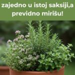Ove biljke uspijevaju zajedno u istoj saksiji,a previdno mirišu!