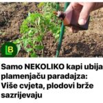 Samo NEKOLIKO kapi ubija plamenjaču paradajza: Više cvjeta, plodovi brže sazrijevaju