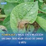 PLAMENJAČA U MAJU: Evo 6 najčešćih grešaka zbog kojih dolazi do zaraze u vrtu