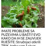 IMATE PROBLEME SA PUŽEVIMA U BAŠTI? EVO KAKO DA IH SE ZAUVIJEK RIJEŠITE: Stručnjaci otkrili TRIK, treba vam 1 stvar
