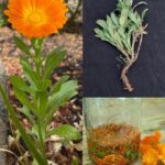 Top 12 zdravstvenih prednosti Calendula officinalis