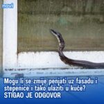 Mogu li se zmije penjati uz fasadu i stepenice i tako ulaziti u kuće? STIGAO JE ODGOVOR