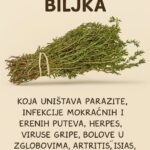 NAJMOĆNIJA BILJKA KOJA UNIŠTAVA PARAZITE, INFEKCIJE URINARNOG TRAKTA I MJEHURICE, HERPES I VIRUSE GRIPE!