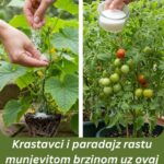 Krastavci i paradajz rastu munjevitom brzinom uz ovaj organski dodatak!