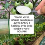 Veoma važna ishrana paradajza u JUNU: SAMO 1 kašičicu ovog čuda sipajte u vodu i ODMAH!
