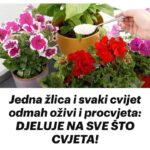 Jedna žlica i svaki cvijet odmah oživi i procvjeta: DJELUJE NA SVE ŠTO CVJETA!