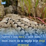 Osjetite li ovaj miris u svom domu? To može značiti da se negdje krije zmija otrovnica!