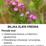 Ova biljka je zlata vredna – Skuvajte čaj od nje i izbacite sve otrove iz vašeg tijela