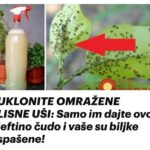 UKLONITE OMRAŽENE LISNE UŠI: Samo im dajte ovo jeftino čudo i vaše su biljke spašene!