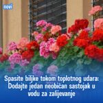 Spasite biljke tokom toplotnog udara: Dodajte jedan neobičan sastojak u vodu za zalijevanje