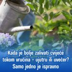 Kada je bolje zalivati cvijeće tokom vrućina – ujutru ili uvečer? Samo jedno je ispravno