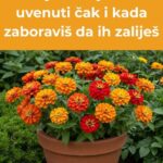 11 biljaka K0JE nikad neće uvenuti – čak i kad ZAB0RAVIŠ da ih zaliješ