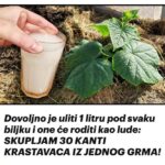 Dovoljno je uliti 1 litru pod svaku biljku i one će roditi kao lude: SKUPLJAM 30 KANTI KRASTAVACA IZ JEDNOG GRMA!