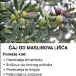 ČAJ OD MASLINOVOG LIŠĆA 🌿 Moćni napitak za zdravlje – otkrijte sve njegove prednosti!