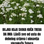 BILJKA KOJU SVAKA KUĆA TREBA DA IMA: Liječi sve od usta do debelog crijeva i obnavlja sluzokožu želuca