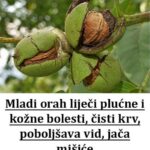 Mladi orah liječi plućne i kožne bolesti, čisti krv, poboljšava vid, jača mišiće