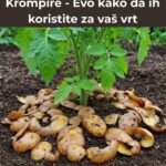 Ne Bacajte Oljuštene Krompire – Evo kako da ih koristite za vaš vrt