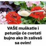 VAŠE muškatle i petunije će cvetati bujno ako ih zalivaš sa ovim!