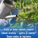 Kada je bolje zalivati cvijeće tokom vrućina – ujutru ili uvečer? Samo jedno je ispravno