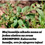 Moj komšija nikada nema ni jednu zlaticu na svom KR0MPIRU: Zaboravite hemiju, ovo je njegova tajna!