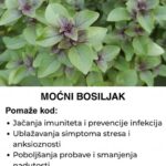 Bosiljak – Ova moćna biljka nam je s razlogom na dohvat ruke, a mi je ne primećujemo