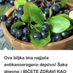 Ova biljka ima najjače antikancerogeno dejstvo! Šaka dnevno i BIĆETE ZDRAVI KAO DREN!