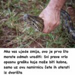 Ako vas ujede zmija, 0vo je prvo što morate odmah uraditi: Svi prave vrlo opasnu grešku koja može biti kobna, samo uz ovu namirnicu ćete ih oterati iz dvorišta