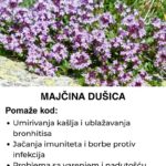 Majčina dušica – Nenadmašen prirodni lijek za skoro sve bolesti!