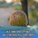 Nije samo orah u pitanju: Naši stari nikad nisu sadili smokvu blizu kuće, evo i zbog čega
