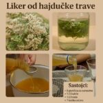 LIKER OD HAJDUČKE TRAVE JE BOŽJE PIĆE: Pomaže kod angine pektoris, gastritisa i gihta sve do reumatizma i čireva