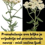 Snaga hajdučke trave: 30 nevjerovatnih prednosti ove drevne ljekovite biljke