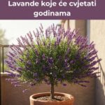 Lakše nego što mislite – Evo kako da uzgajate drvo Lavande koje će cvjetati godinama