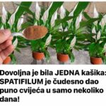 Dovoljna je bila JEDNA kašika: SPATIFILUM je čudesno dao puno cvijeća u samo nekoliko dana!