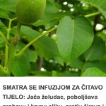 SMATRA SE INFUZIJOM ZA ČITAVO TELO Jača želudac, poboljšava probavu i krvnu sliku, protiv čireva i kostobolje
