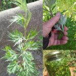 Pelin (Artemisia vulgaris): 20 nevjerovatnih koristi i kako ga koristiti