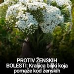 PROTIV ŽENSKIH BOLESTI: Kraljica biljki koja pomaže kod ženskih problema i tegoba…