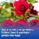 Spas je za ruže, a svi ga imamo u frižideru: Samo ih poprskajte i gledajte kako bujaju